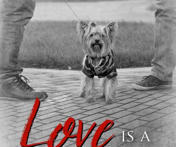 Love Is A Walk In Park, Stephanie Locey, V.L. Locey, Gay Romance, MM Romance